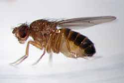 aggressive fruit fly?