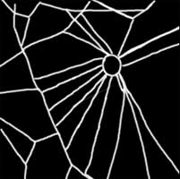 web of a spider on chloral hydrate