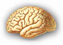 a happy brain?