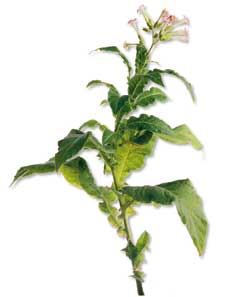 tobacco plant